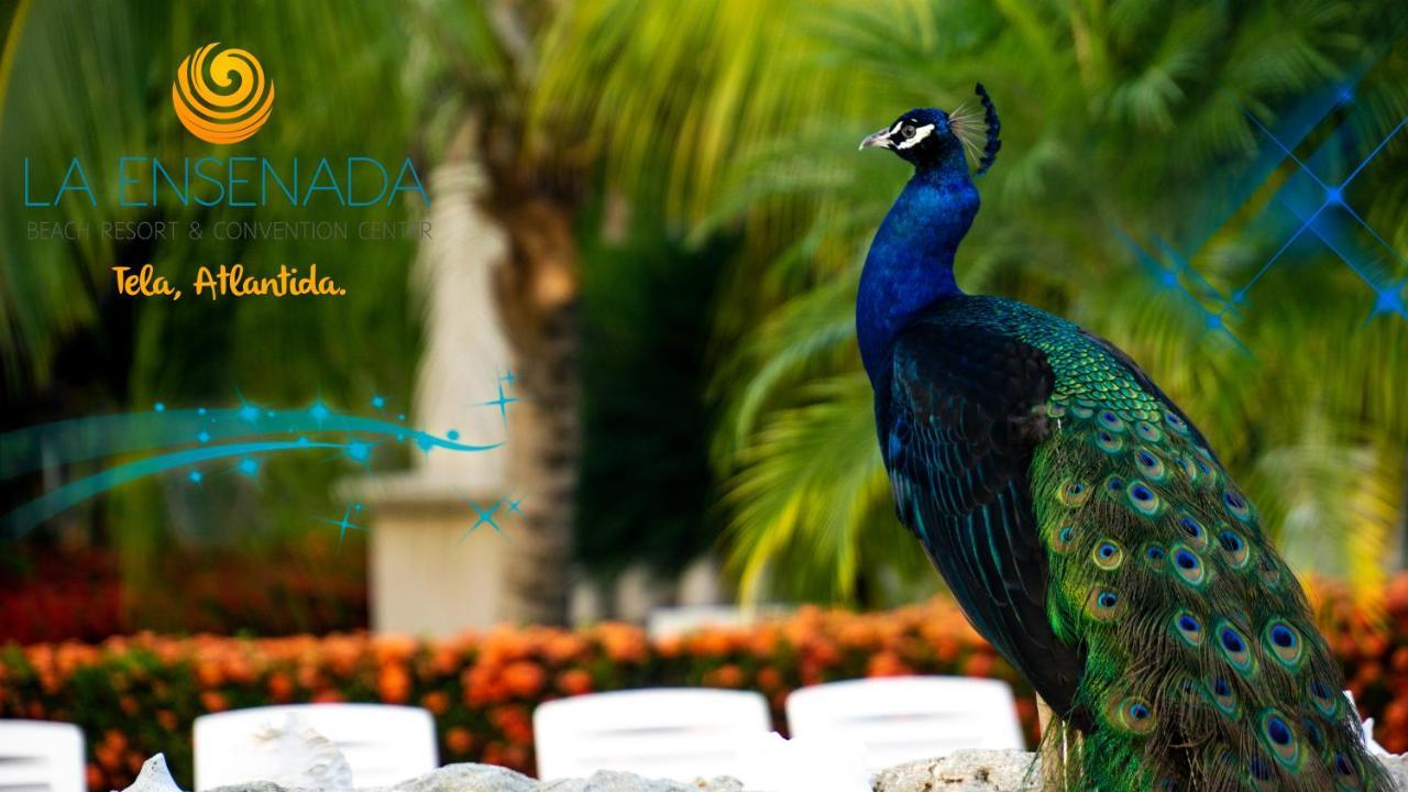 La Ensenada Beach Resort Тела Екстериор снимка